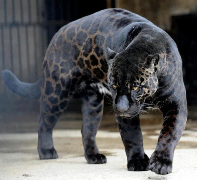 17 прекрасни черни животни