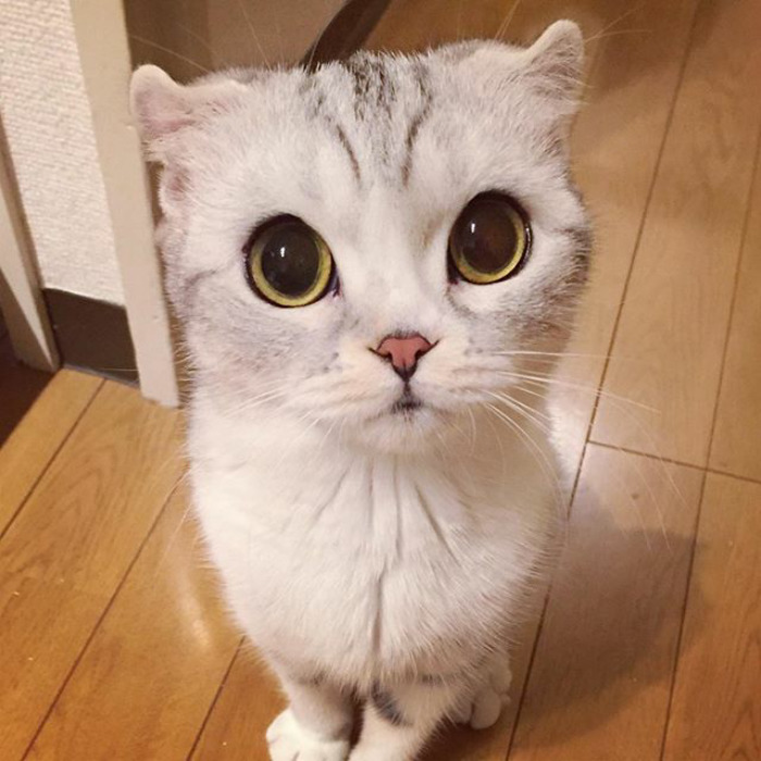 Котката с огромни очи, която стана звезда в "Инстаграм"