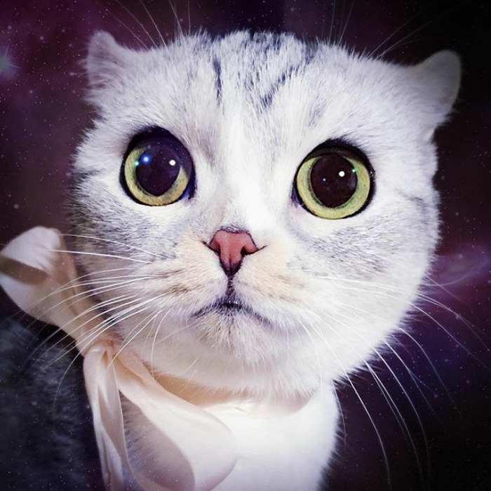 Котката с огромни очи, която стана звезда в "Инстаграм"
