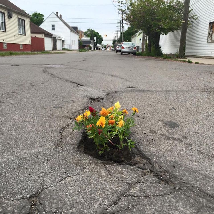 Цветя, засадени в дупки по улиците