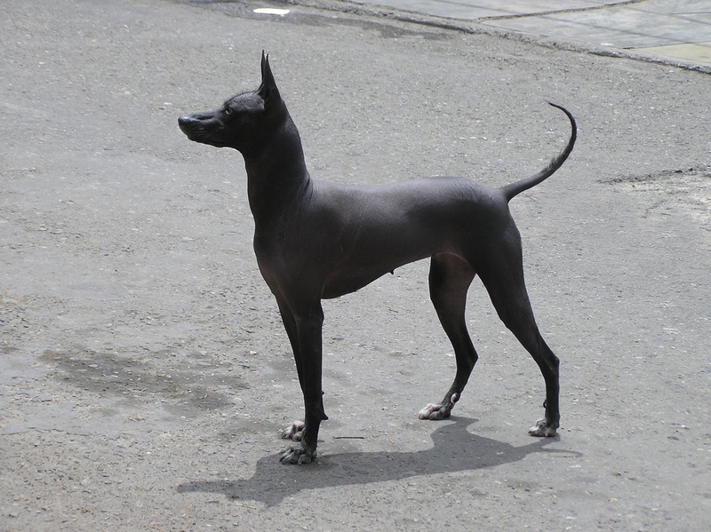 Перуанското голо куче