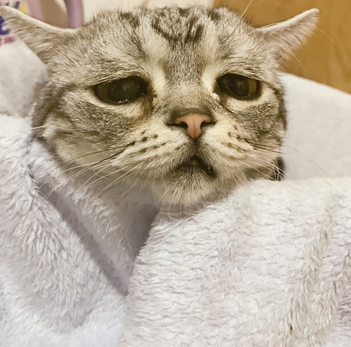 Запознайте се с Луху - най-тъжната котка в света