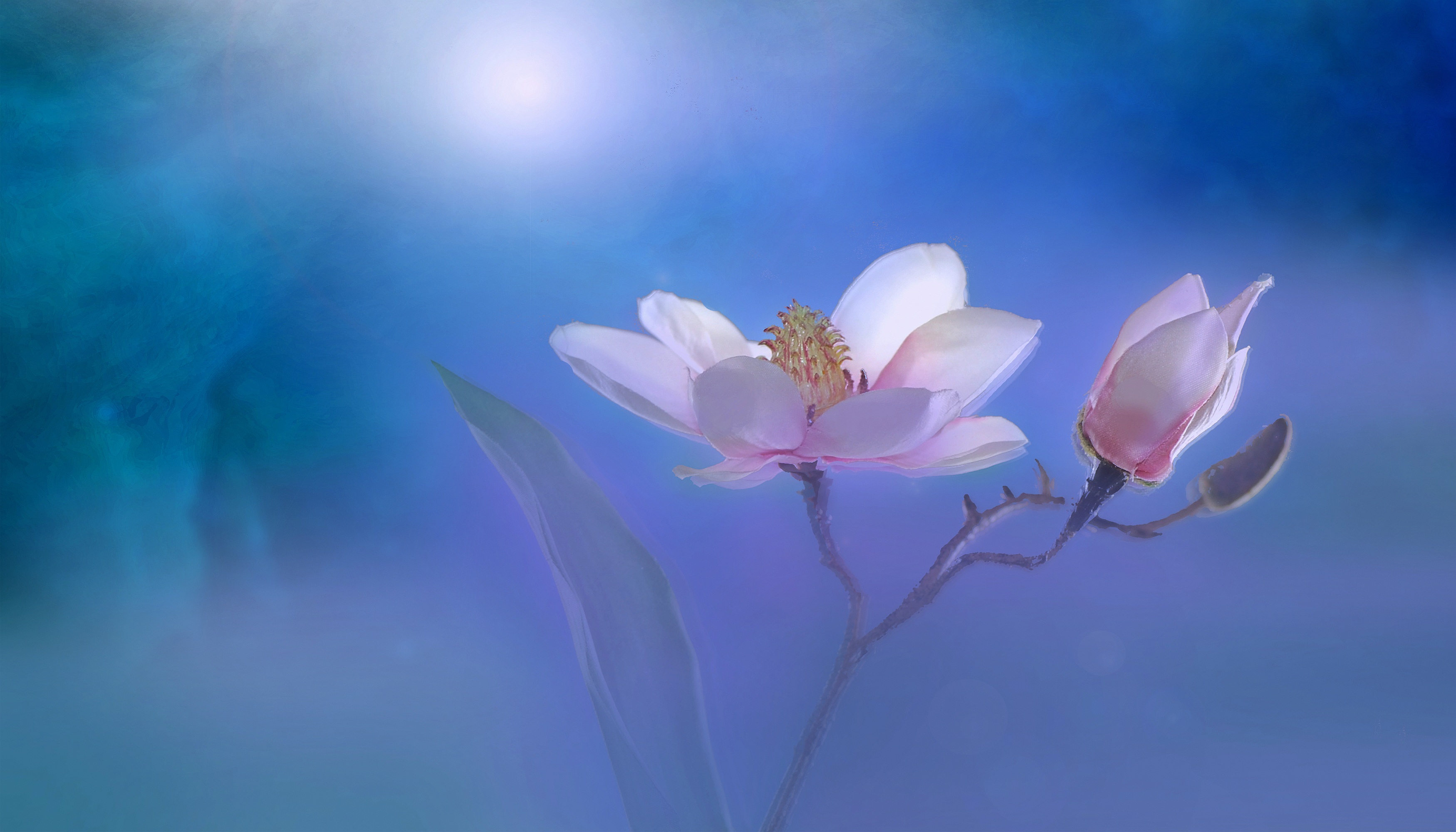 20 вълшебни снимки с цветя, приличащи на акварели