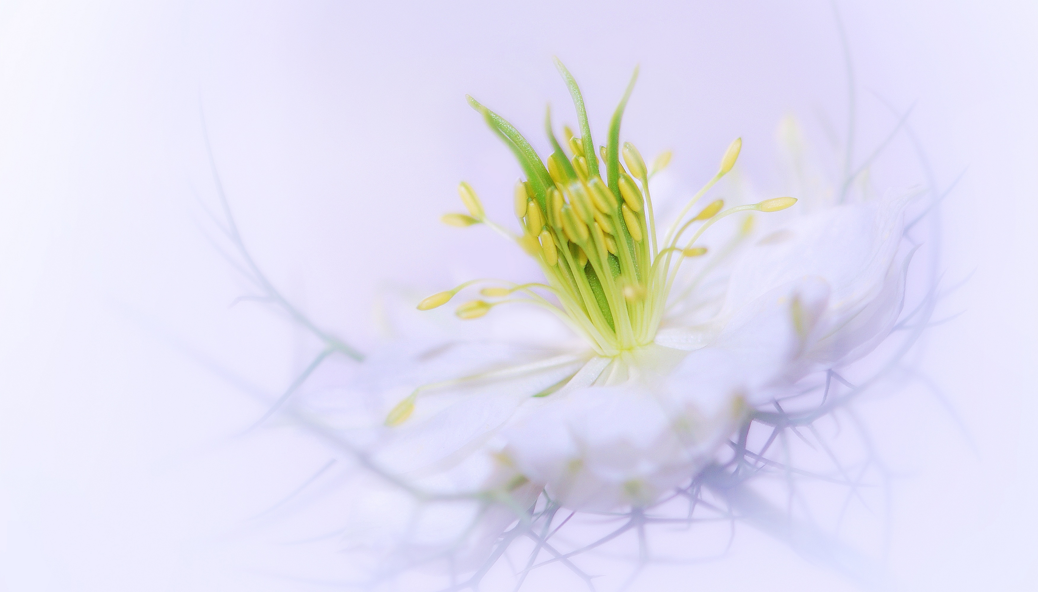 20 вълшебни снимки с цветя, приличащи на акварели