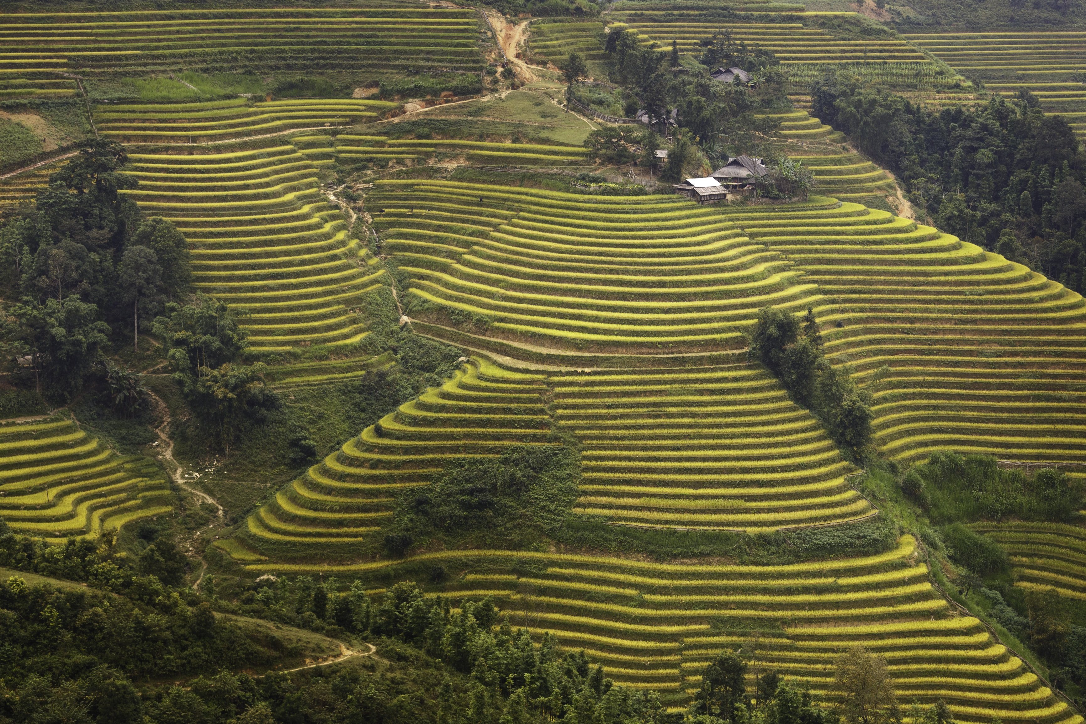 Зелената магия на оризовите тераси във Виетнам