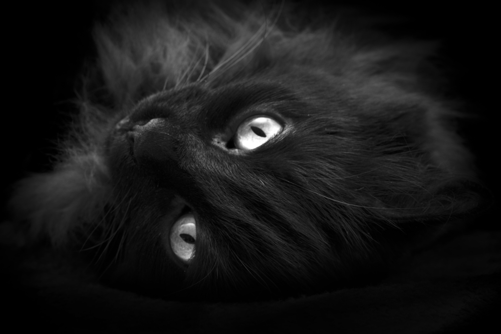 Удивителни снимки на черни котки