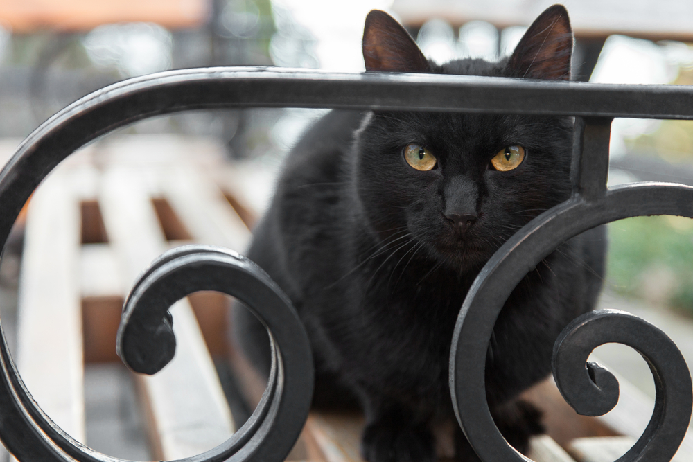 Удивителни снимки на черни котки