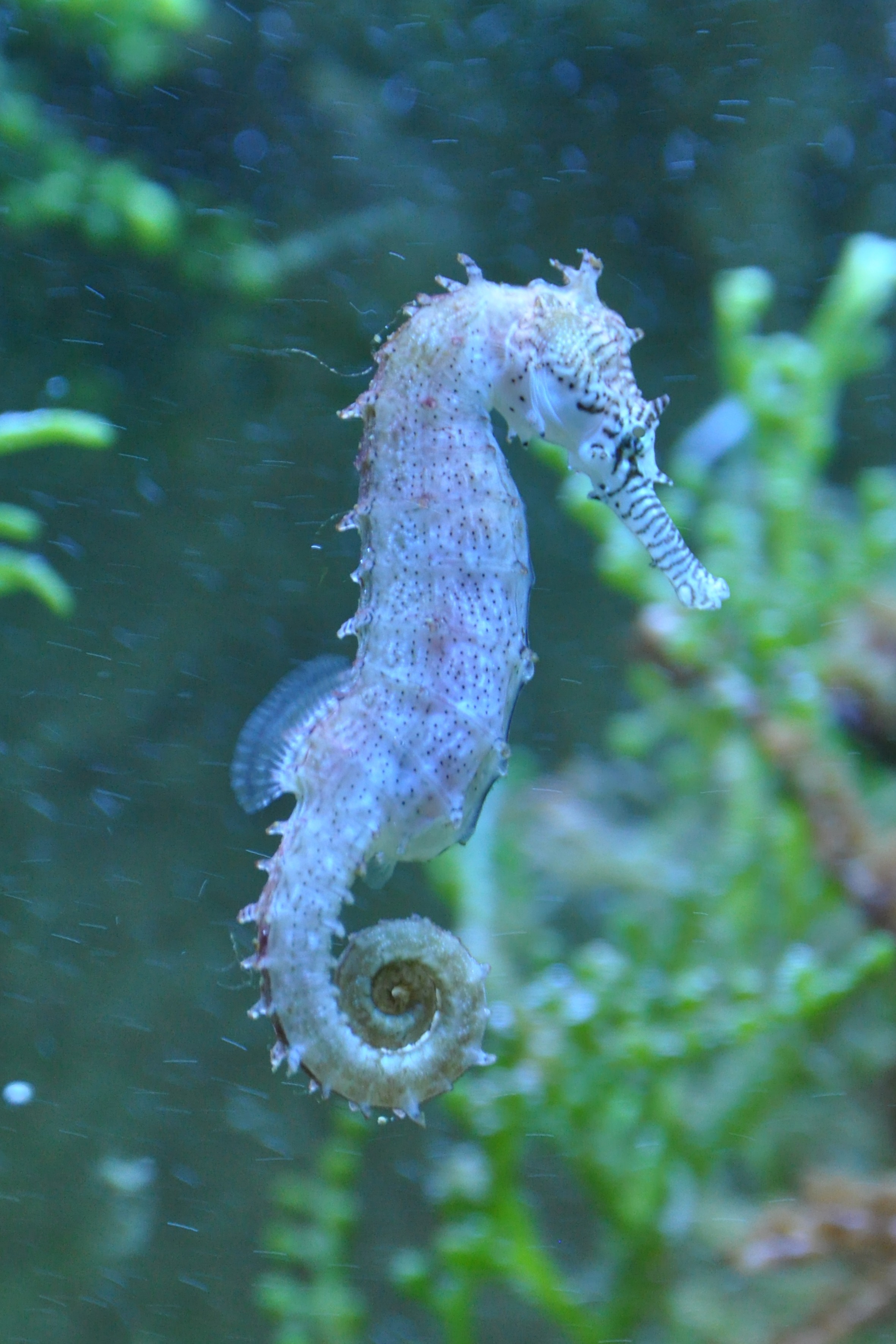 Морските кончета - най-сладките водни обитатели