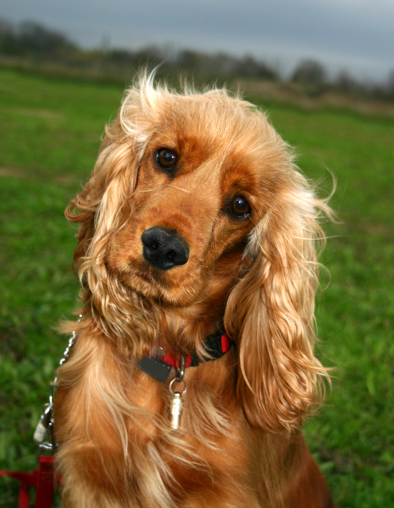 Кокер шпаньолът - палавият кучешки приятел