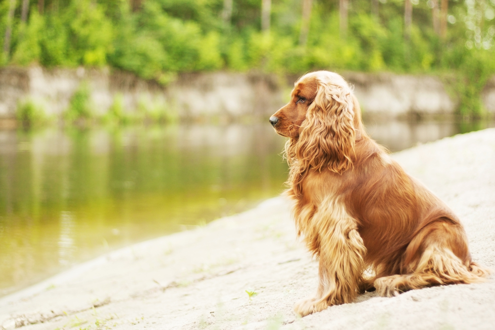 Кокер шпаньолът - палавият кучешки приятел