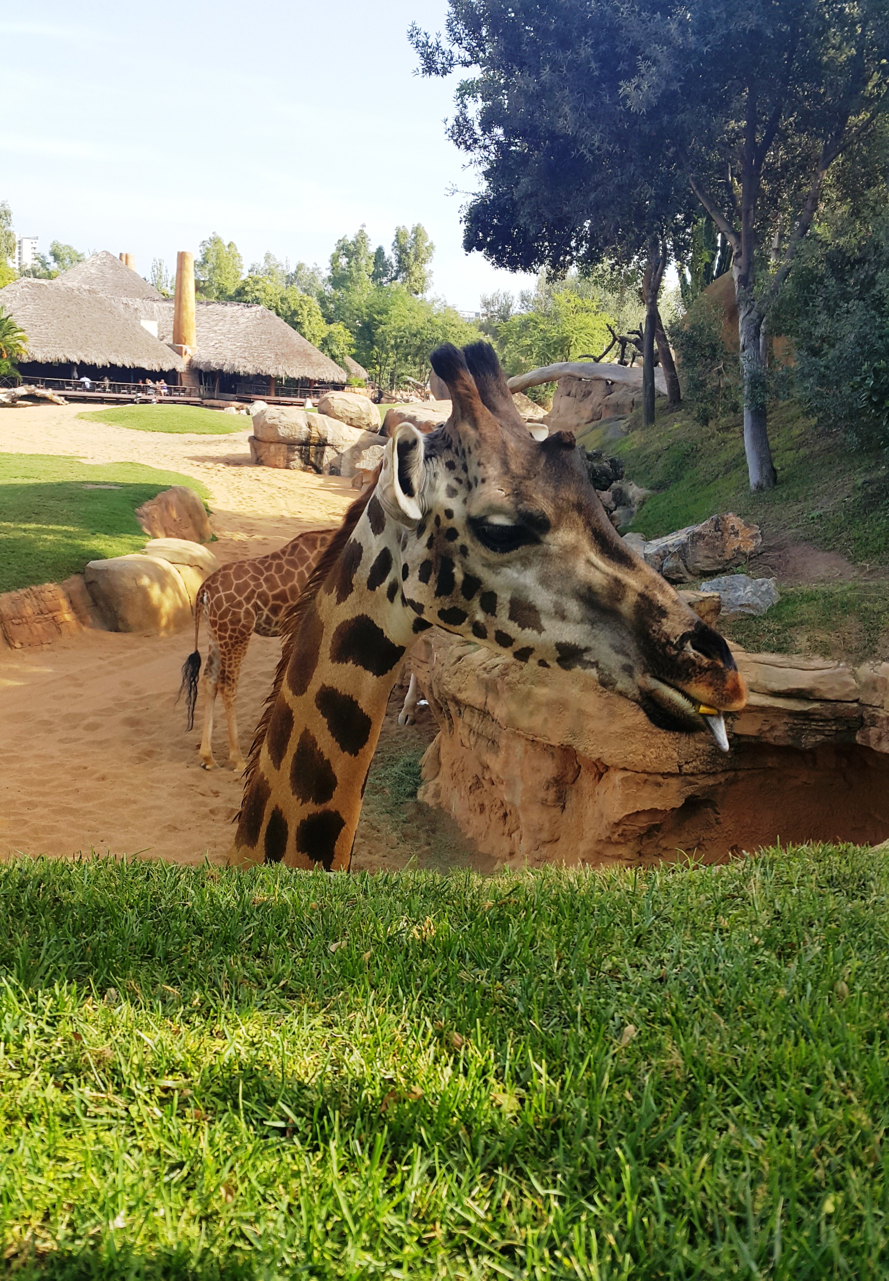 Биопарк Валенсия - впечатляващо уважение към животните