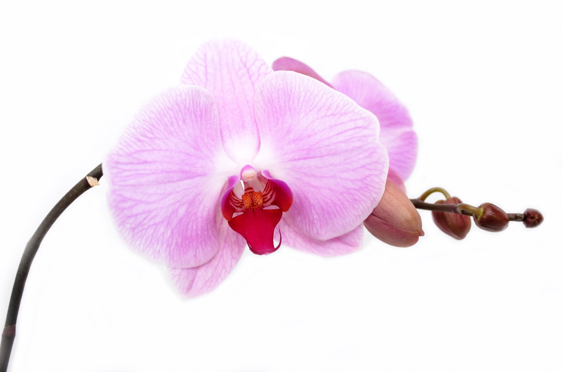 Орхидеята - увлечение за аристократи или страст за цял живот