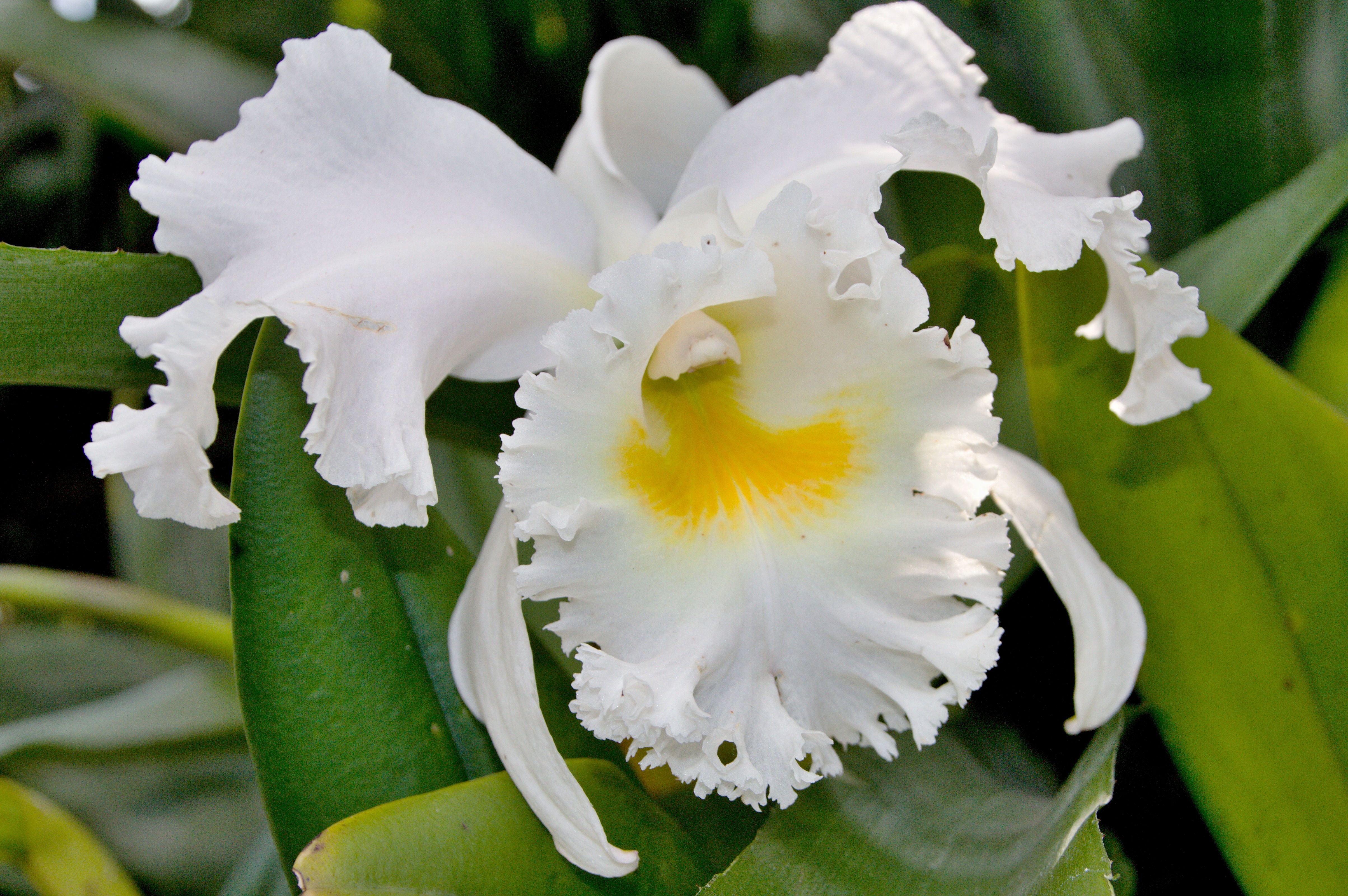 Орхидеята - увлечение за аристократи или страст за цял живот