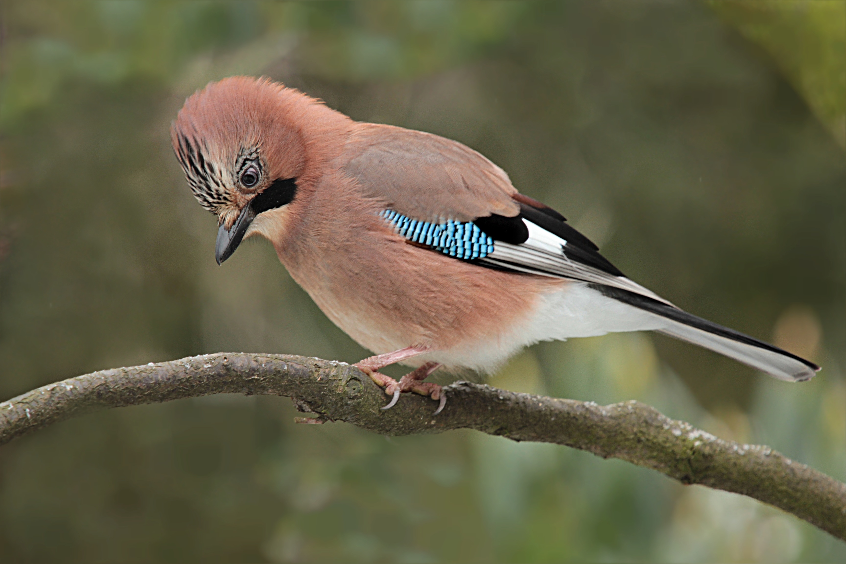 Птичка с коричневой головой. Со́йка garrulus glandarius. Сойка пересмешница птица. Сойка обыкновенная garrulus glandarius. Птица Сойка Крымская.