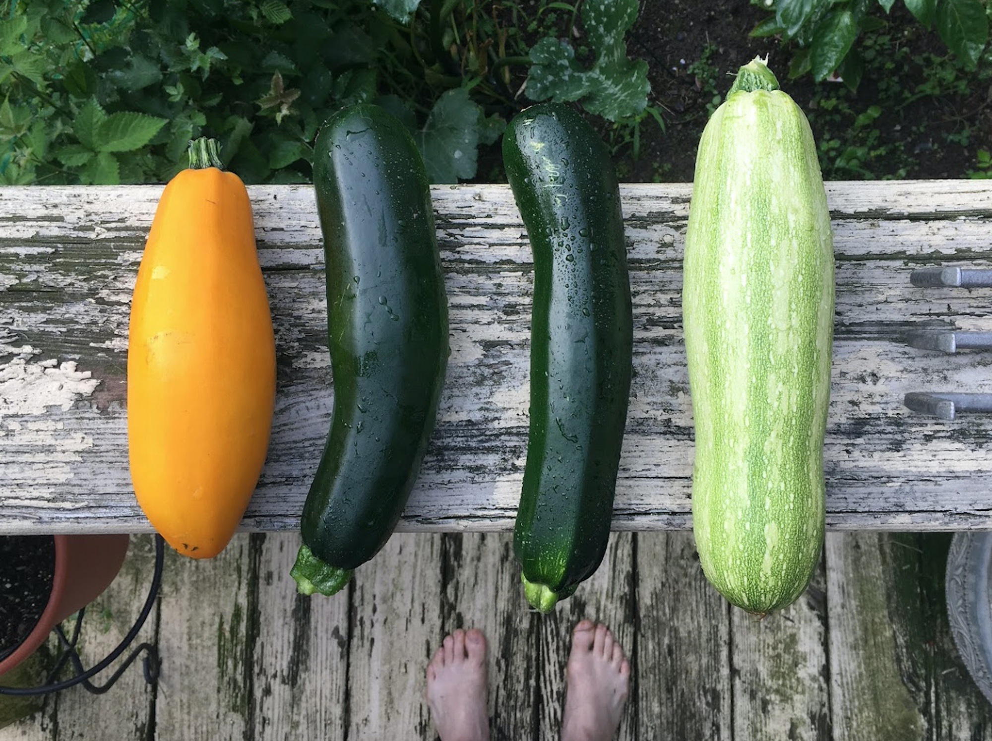 Кои плодове и зеленчуци задължително да хапваме през лятото