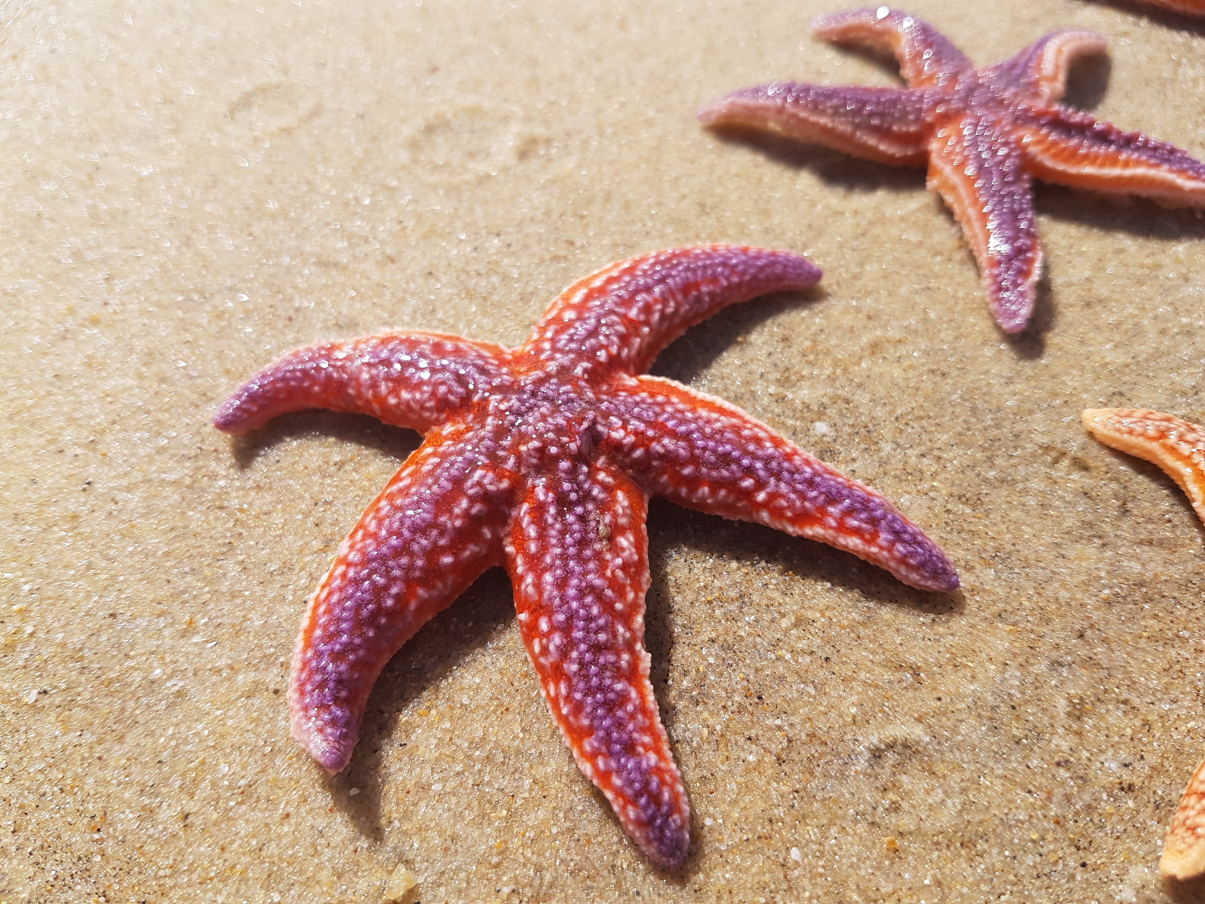Морските звезди - приказните същества от дълбините на океана