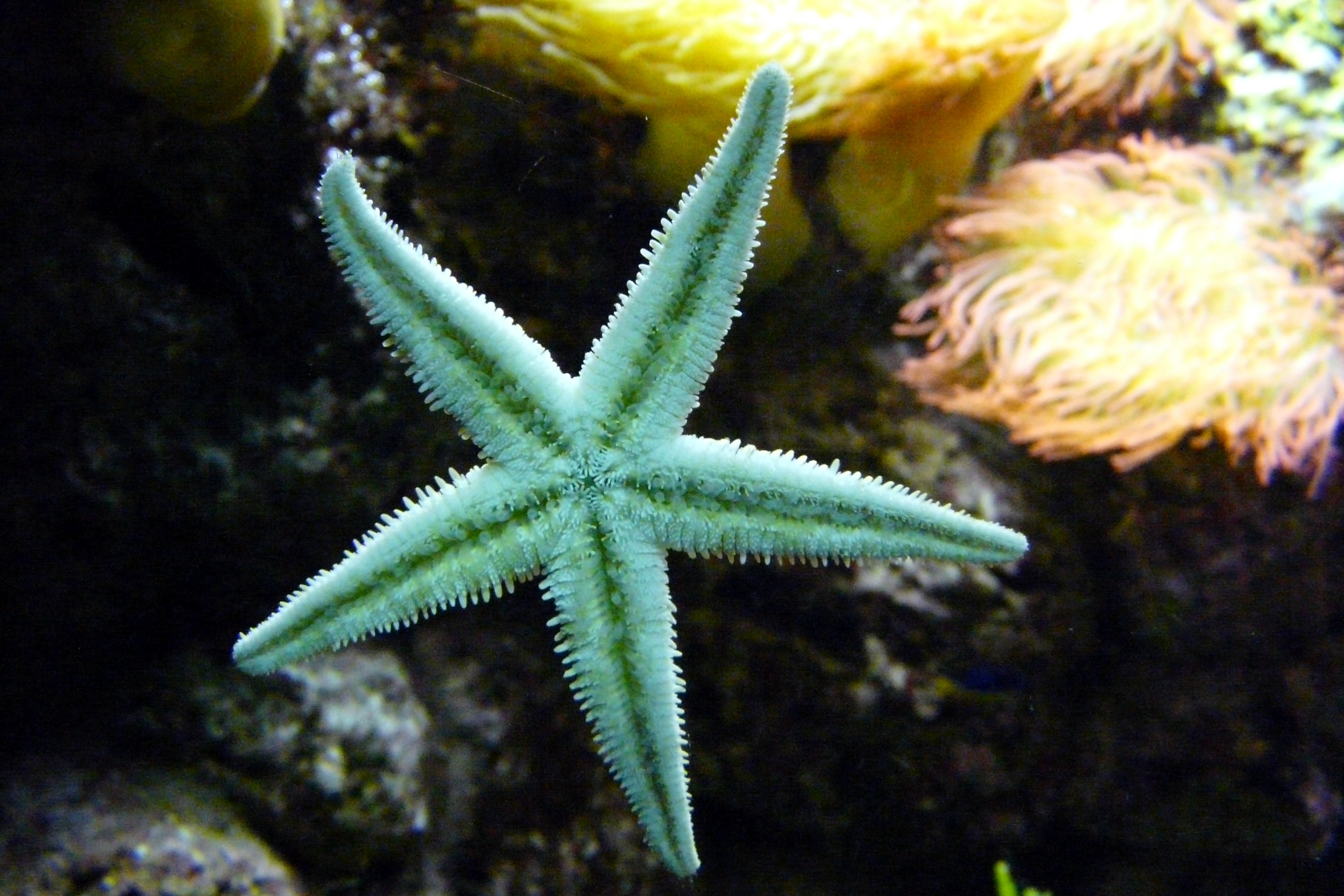 Морските звезди - приказните същества от дълбините на океана
