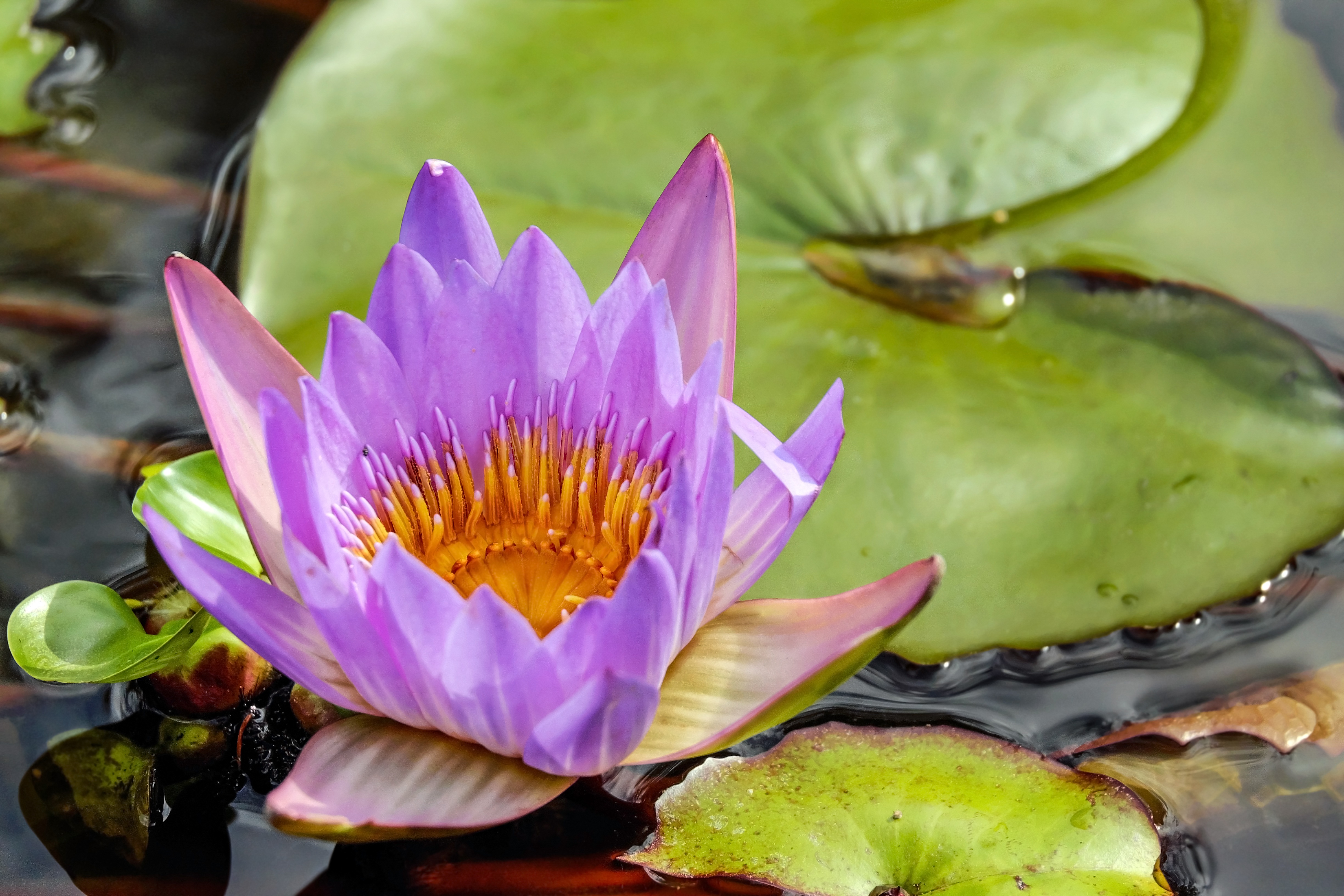 Водна лилия - приказното цвете