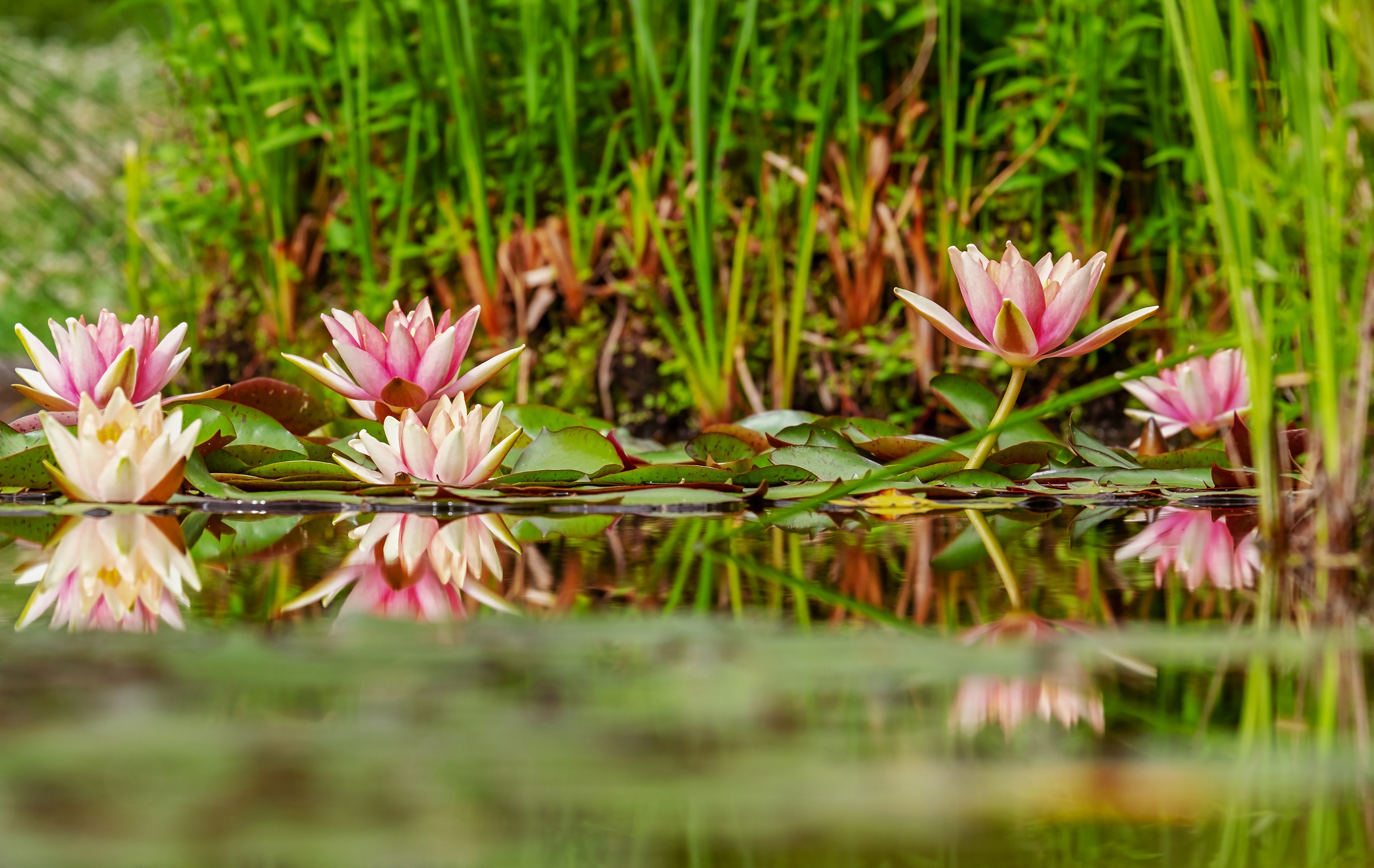 Водна лилия - приказното цвете