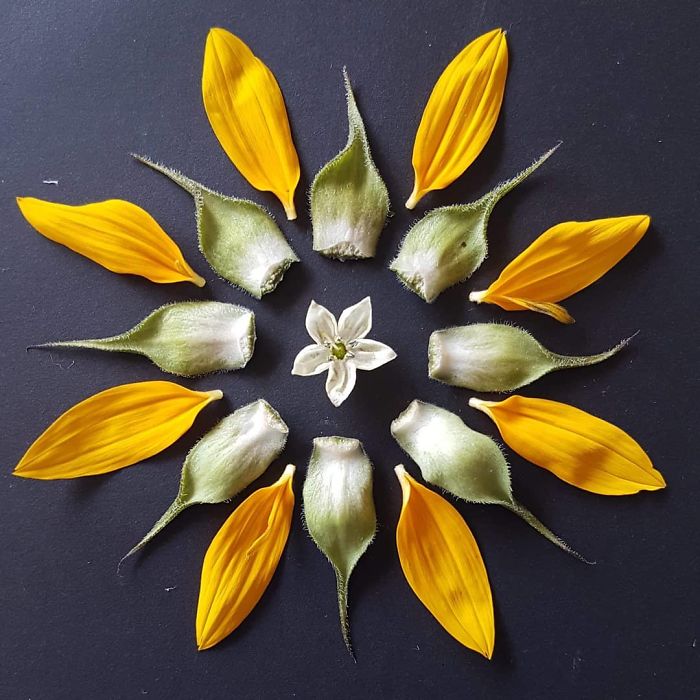 Мандали, създадени от цветя и листа