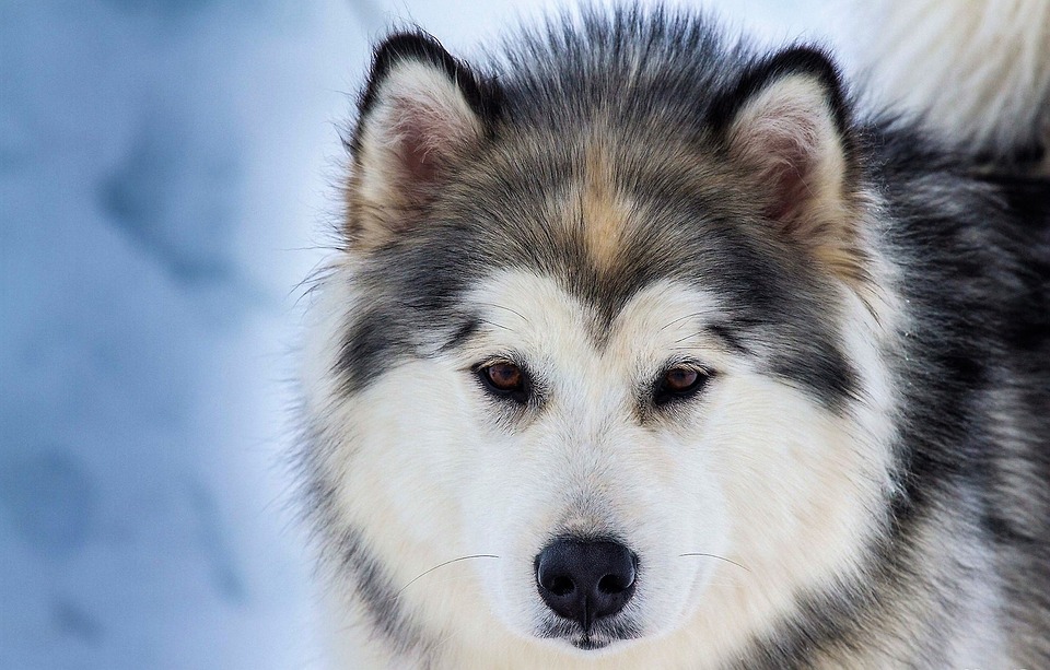 Сибирско хъски: 20 прекрасни снимки