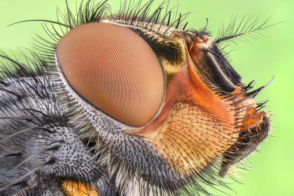 Макрофотография: насекомите отблизо