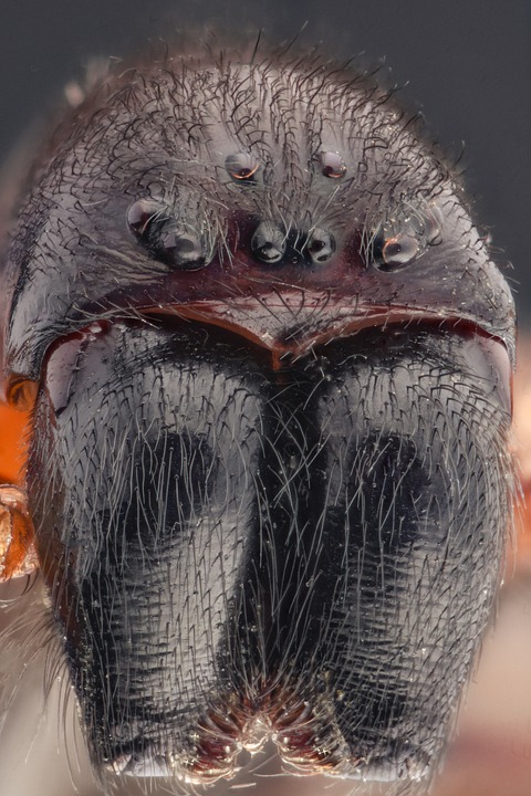 Макрофотография: насекомите отблизо