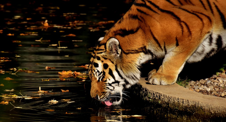 Тигър - красивият и опасен хищник