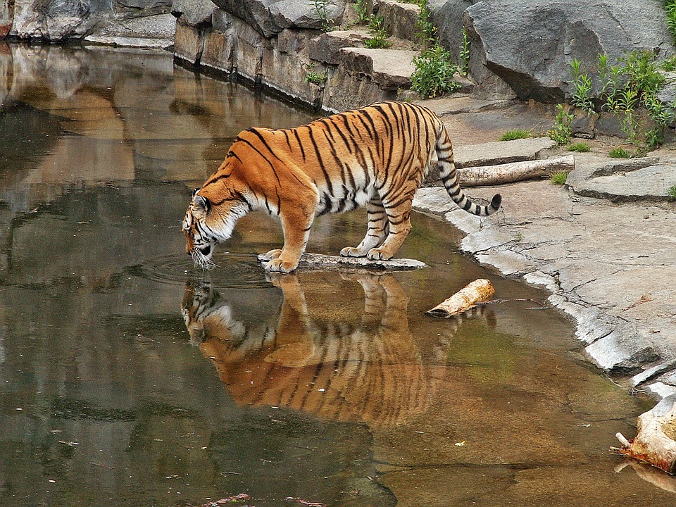 Тигър - красивият и опасен хищник
