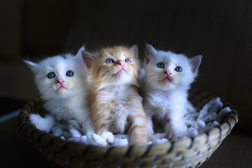 Малки сладки котенца