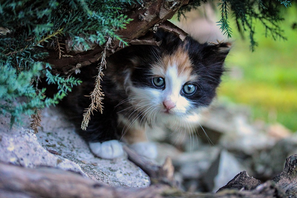 Малки сладки котенца