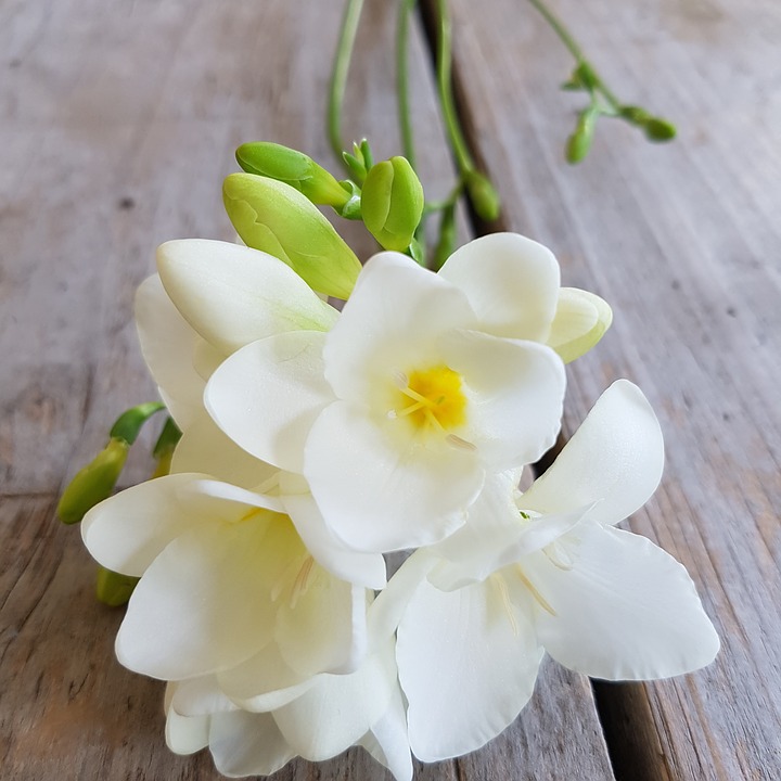 Фрезия - цветето с божествено ухание