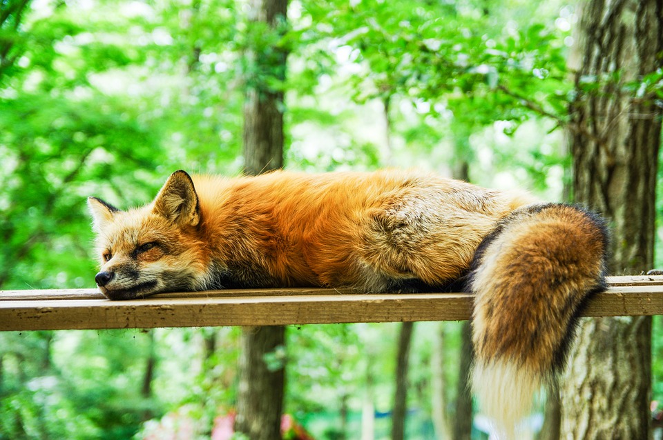 Да се влюбиш в Кума Лиса