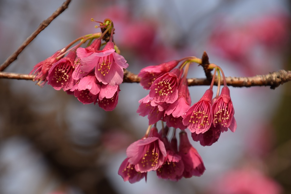 Удивителната красота на пролетта в Япония