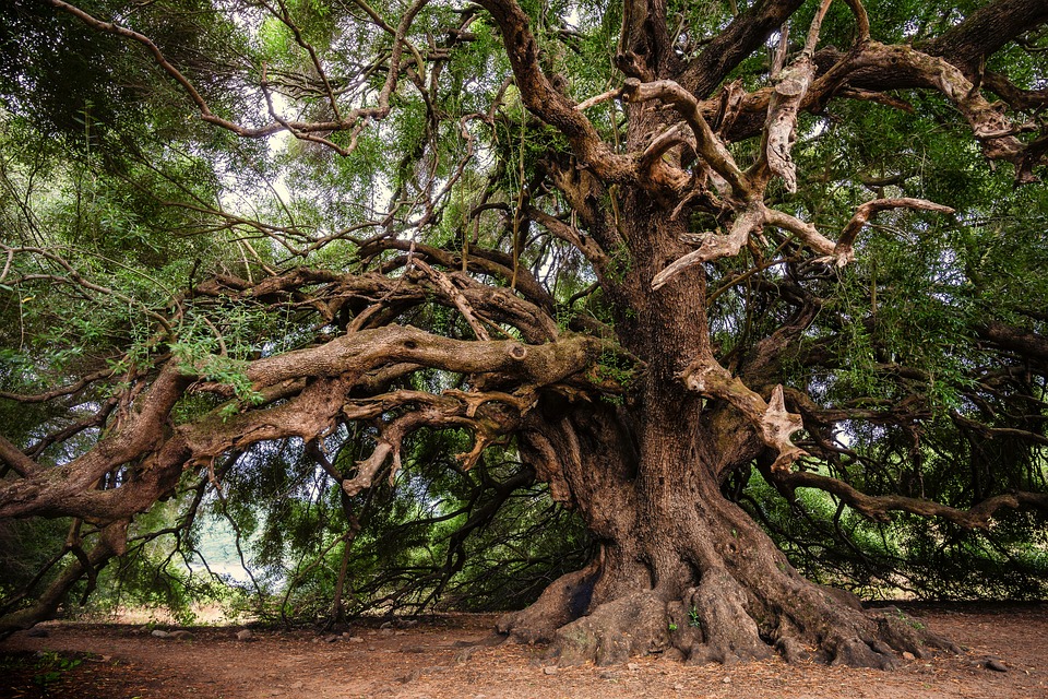 Някои от най-впечатляващите дървета на света