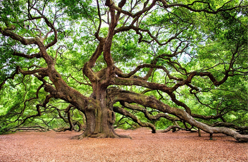 Някои от най-впечатляващите дървета на света