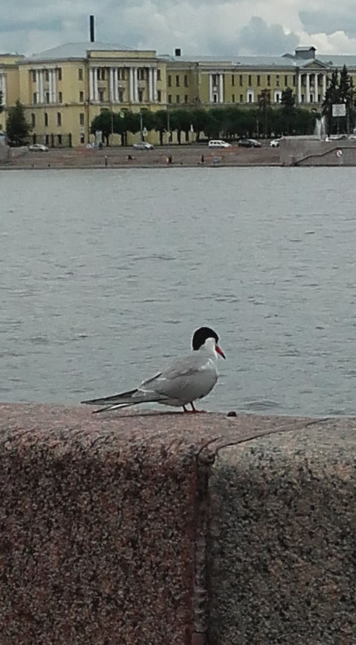 Санкт Петербург през юли