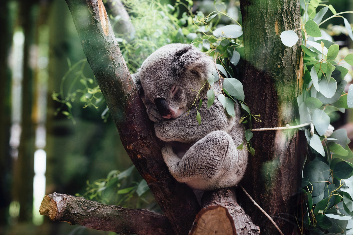 Австралия определи коалите като застрашен вид