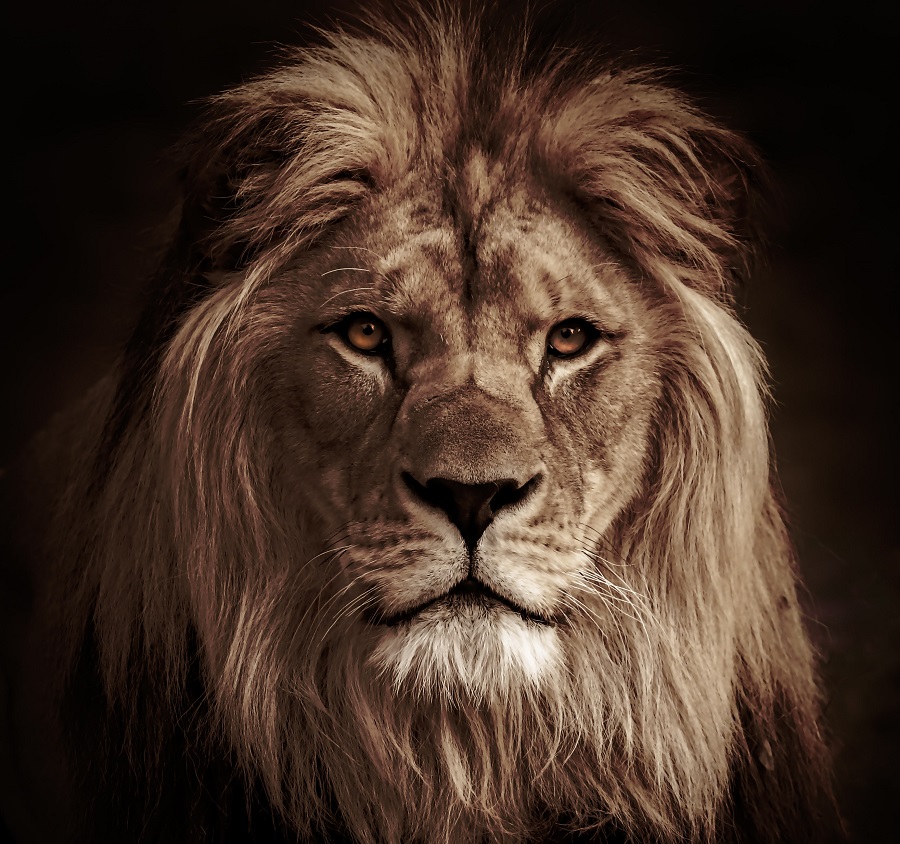 Пет неща, които трябва да знаете за Зодия Лъв
