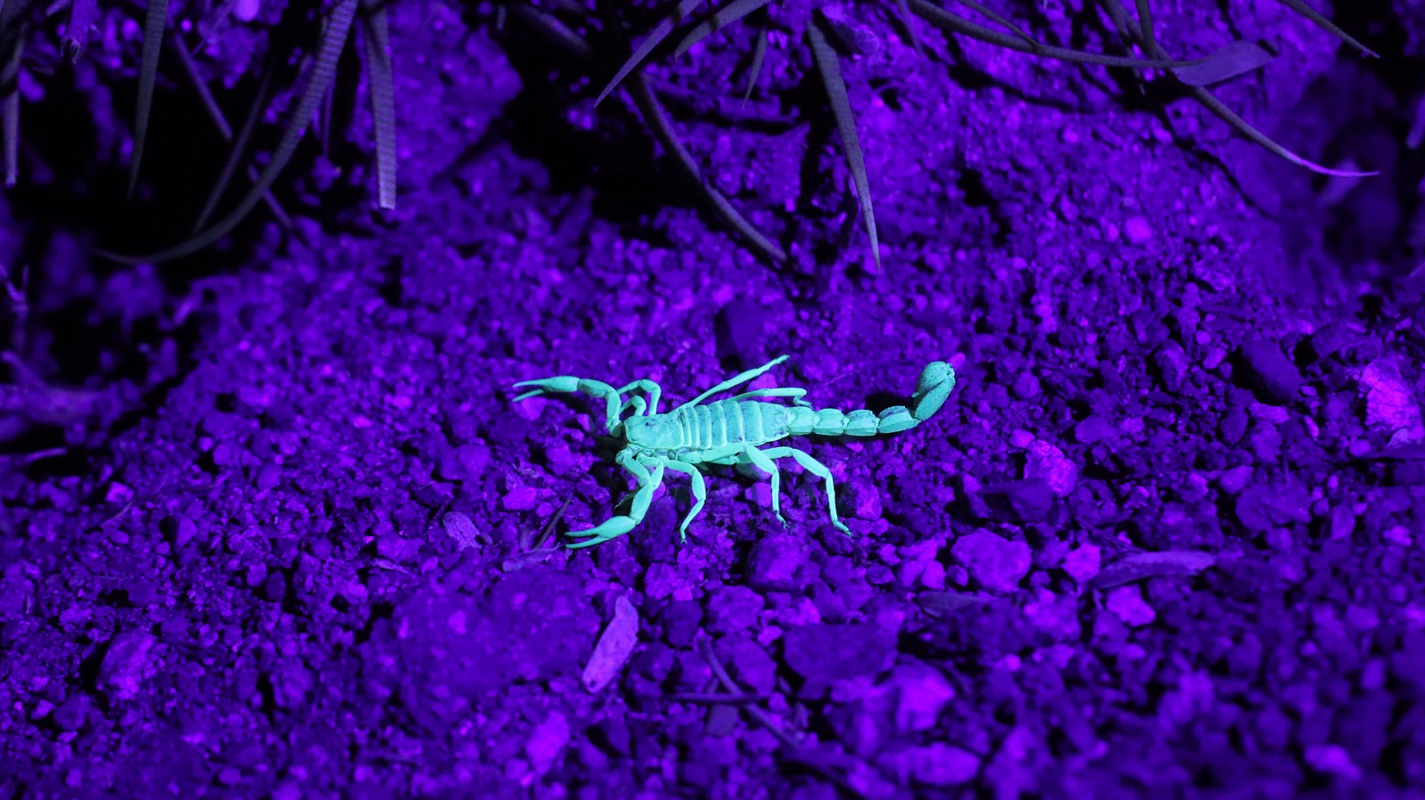 Пет неща, които трябва да знаете за зодия Скорпион