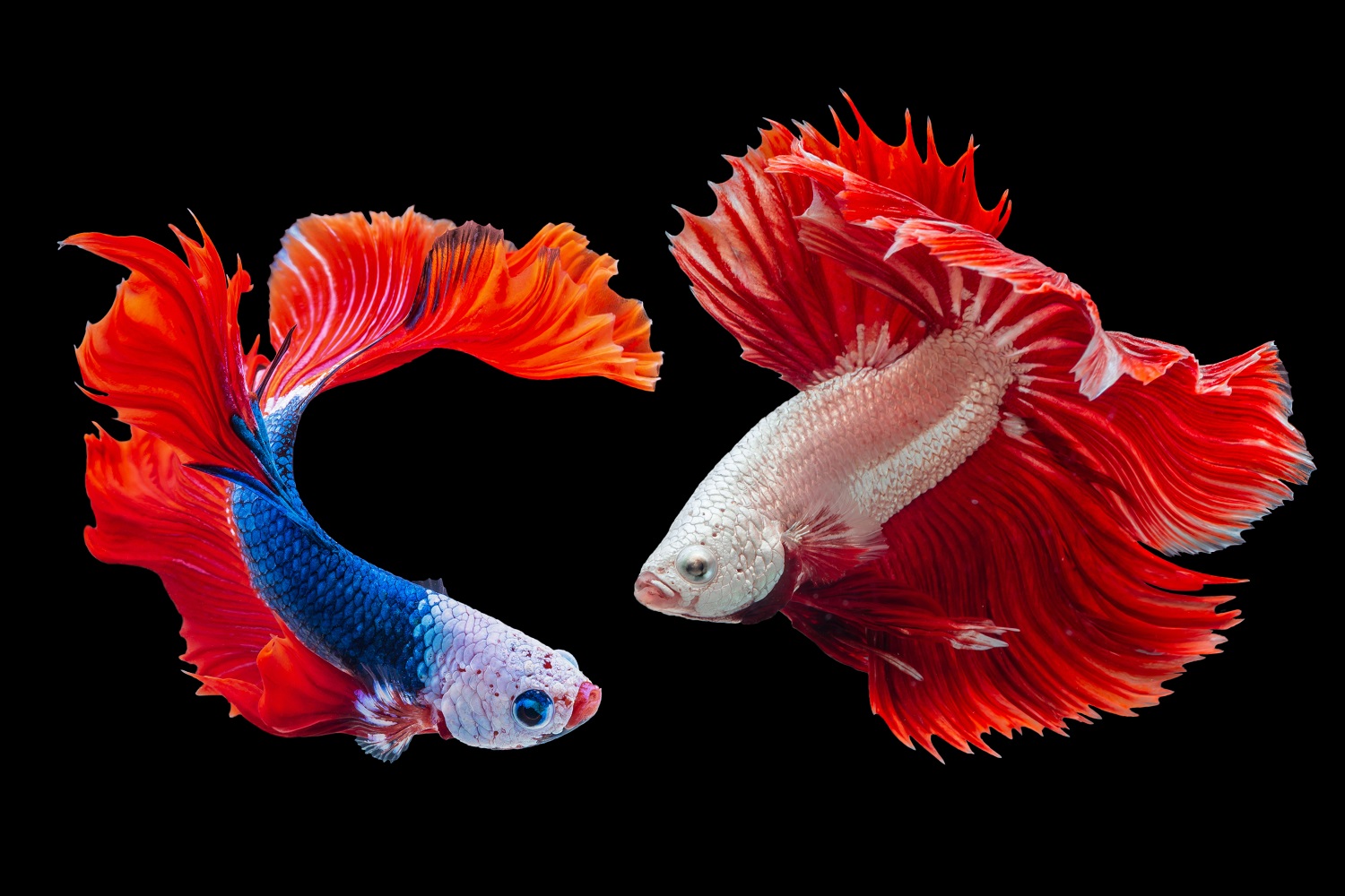 Пет неща, които трябва да знаете за зодия Риби