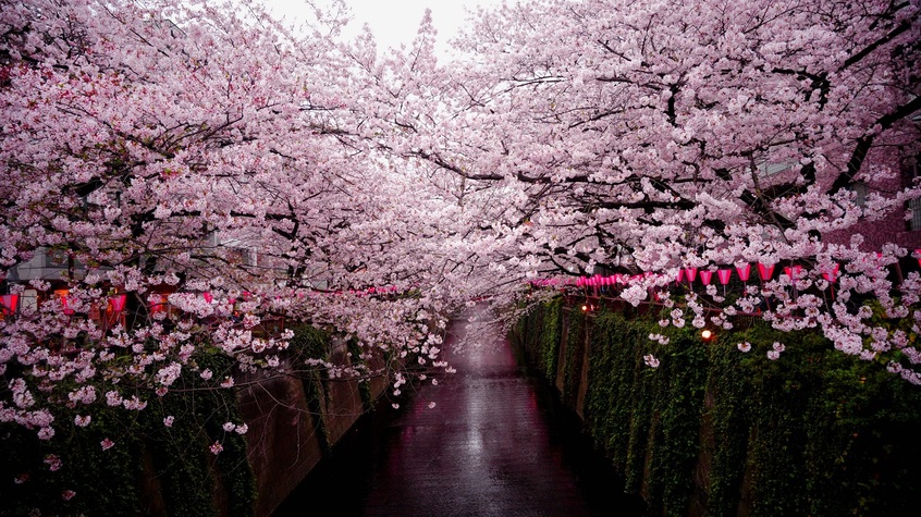 Сакура - вишневите дървета, символ на японската история и култура