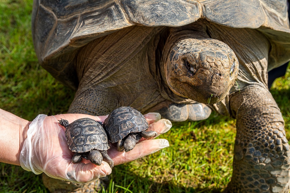 Бебета галапагоски костенурки за първи път се родиха в британска зоологическа градина
