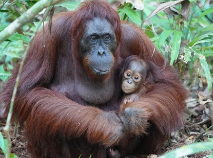 Бебе горила се роди в Биопарк в Ню Мексико