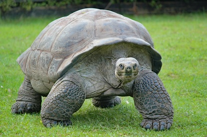 Запознайте се с Джонатан, най-възрастната сейшелска костенурка