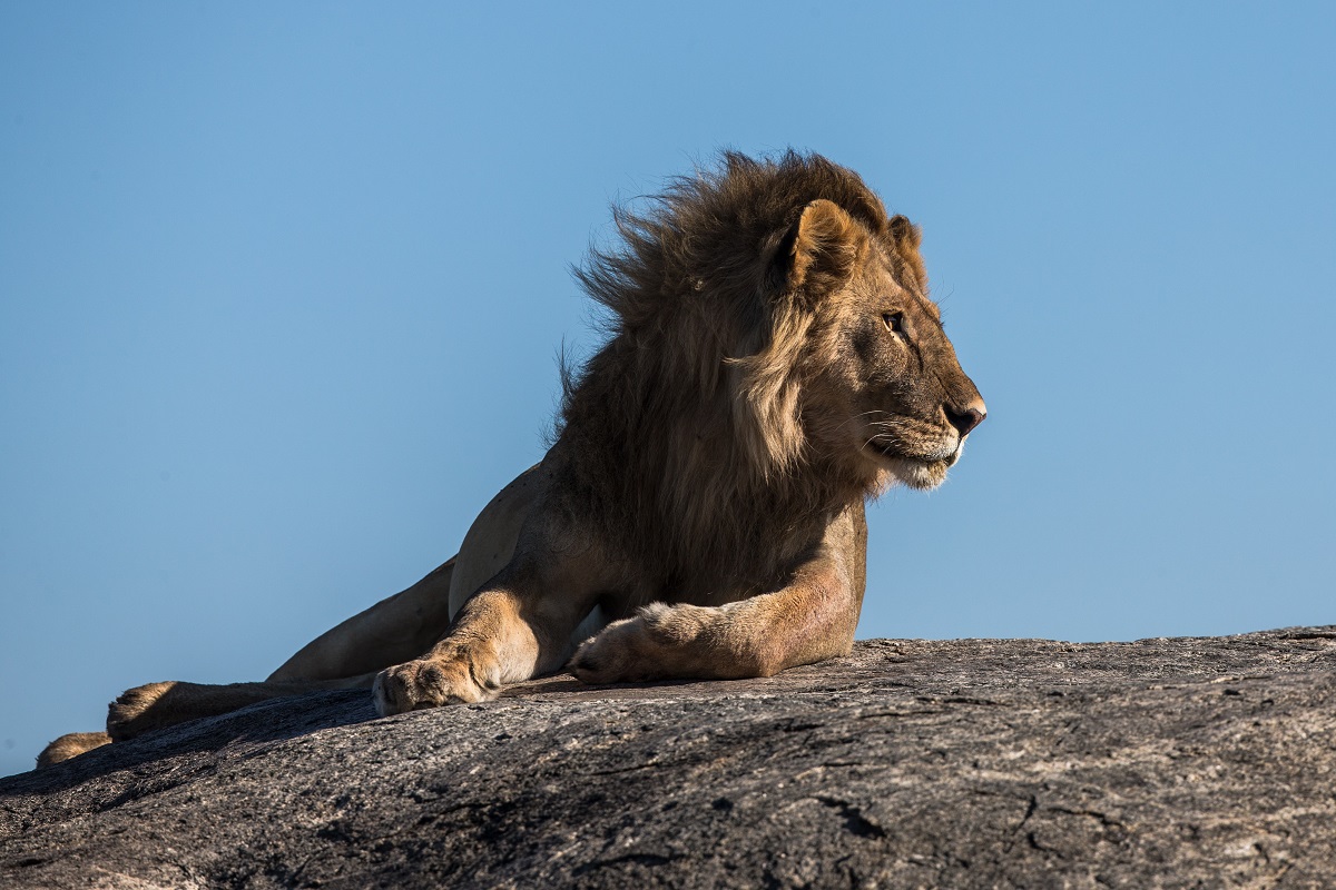 Знакът на промяната и благородството – Зодия Лъв