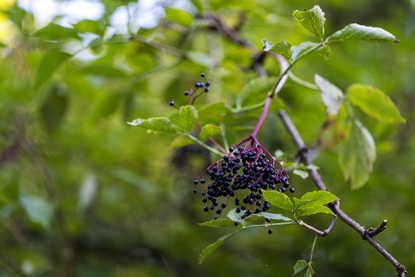 Черен бъз – растение, повдигащо мъжкото либидо и отстраняващо различни заболявания