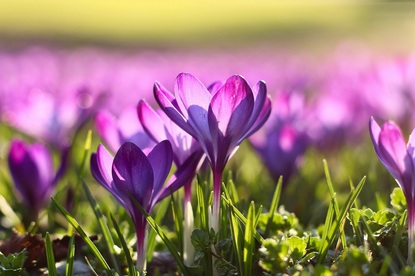 Лияна Фероли: Пролетни кълнчета