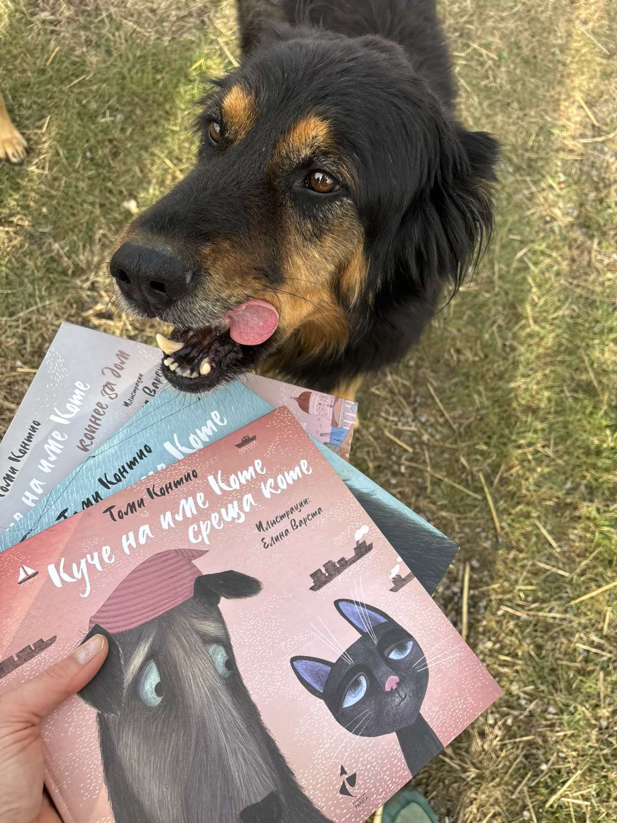 Едва 22% от бездомните кучета в България намират дом