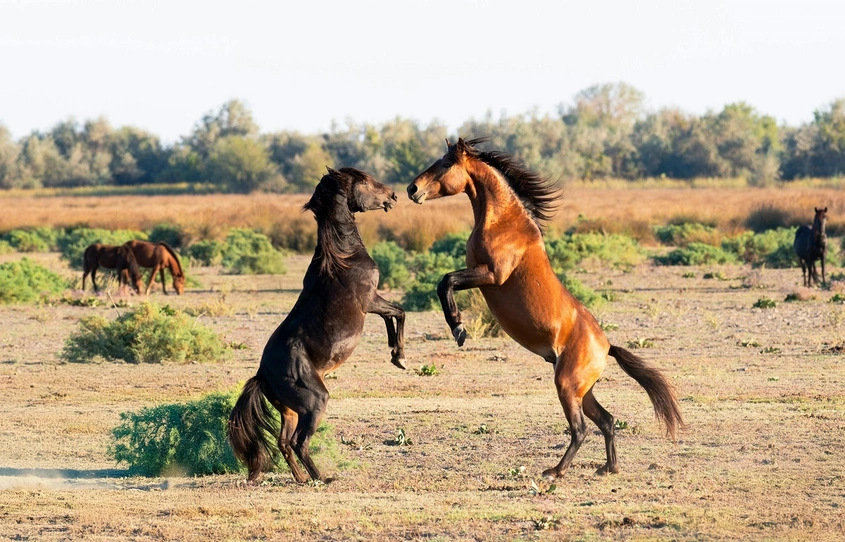 2026 – Годината на Огнения Кон